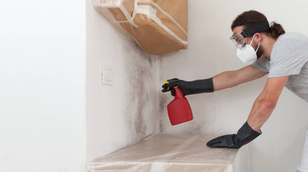 Professional Basement Mold Remediation technician working in Cedar Grove, NC