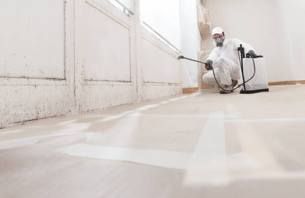 24/7 Emergency Basement Mold Remediation experts in Cedar Grove, NC