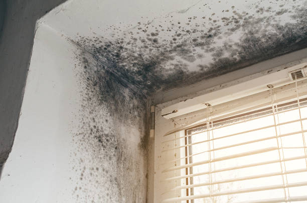 Affordable Basement Mold Remediation solutions in Cedar Grove, NC